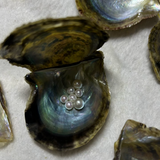 【SEAWATER PEARL-NEW ARRIVAL】Japanese Akoya (Self-Pick)